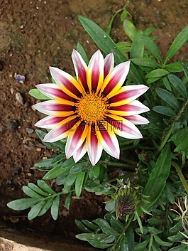 花,丰富多彩,嬉皮
