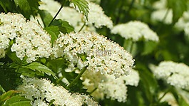 洁白的花朵,白,花