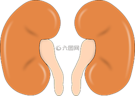 肾脏,解剖,人类