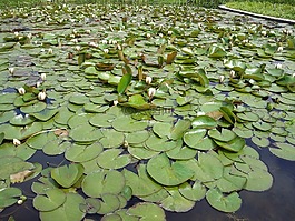 noufara,湖,花
