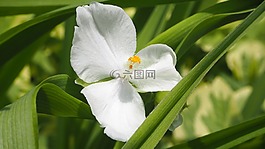 洁白的花朵,花,白
