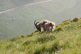 野生,山,山羊