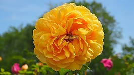黄色脚踏板,黄色花,脚踏板