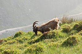 野生,山,山羊