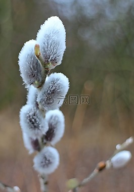 牧场,柳絮,棕榈小猫