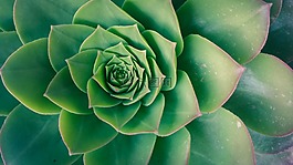 绿色,植物,自然