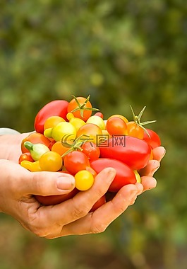 蕃茄,少数,成熟