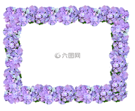 帧,绣球,花的