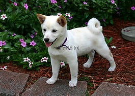 shiba inu,狗,日本