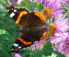 海军上将,蝴蝶,对花