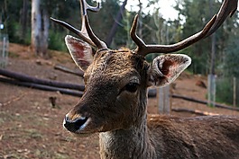 鹿,野生,动物