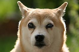 shiba inu,狗,盲