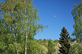 树,绿色,春