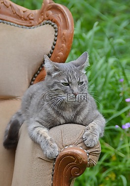 公主 anaki,猫,宠物