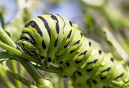 毛虫,甲虫，昆虫,绿色