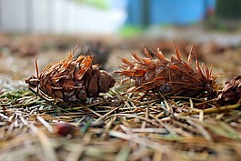 云杉,颠簸daglezji,针叶树