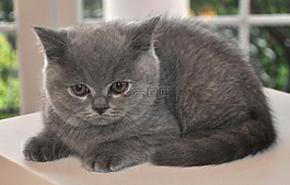 猫,小猫,汤姆猫