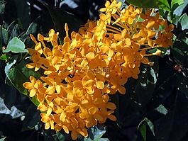 花,龙船花,黄色