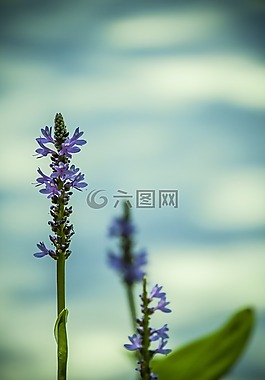 水,花,紫色