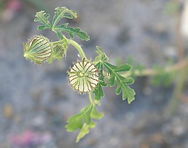 冬瓜苗花图片 冬瓜苗花素材 冬瓜苗花模板免费下载 六图网