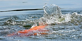 金鱼,巨大的,池塘