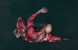 解剖,肌肉,肌肉系统