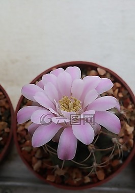 花,开花,甜蜜的小拇指