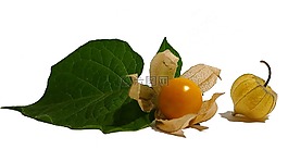 酸浆,海角醋栗,水果