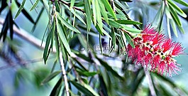 红瓶,红千层,植物