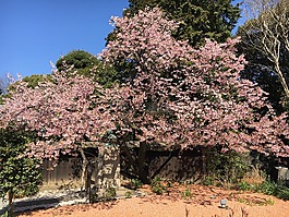 赏樱花,樱桃,粉色