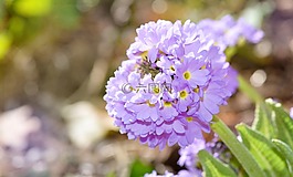 花,蓝色,蓝色花