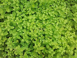 香料,茉,草本