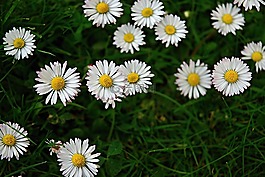雏菊,花,刀片