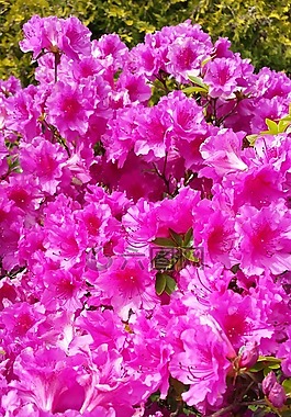 花,粉红色免费可商用杜鹃花,开花,粉红色免费可商用杜鹃花,春天,粉红