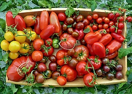 番茄选择,西红柿的位置,西红柿从阳台