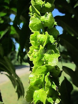 枫杨fraxinifolia,白种人蝶形,白种人waln