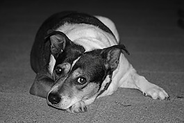 狗,杂种,小猎犬