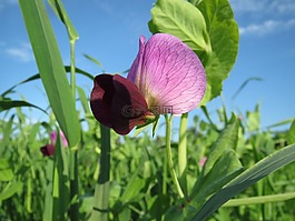 豌豆,原野,开花