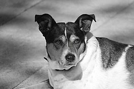 狗,杂种,小猎犬