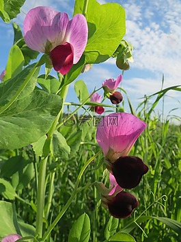 豌豆,原野,开花