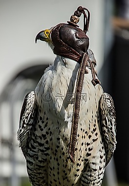 捕食鸟,鸟,捕食者