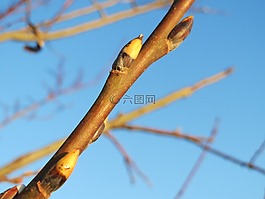 柳 caprea,羊柳,猫柳