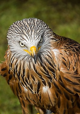 捕食鸟,鸟,捕食者