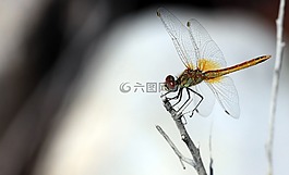 赤蜻属,frequens,蜻蜓