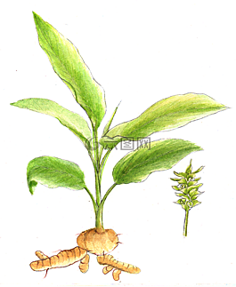 姜黄,植物,草本植物