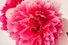 牡丹,五旬节,性质