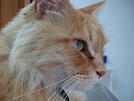猫,猫头,国内猫