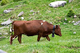 weidekuh,奶牛,牛