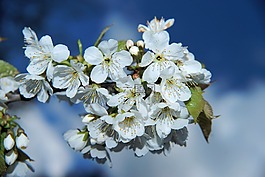 鲜花,日本樱花,日本樱花树