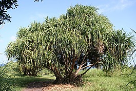 树,热带,夏威夷